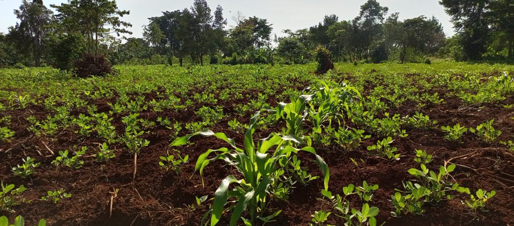 Farming Project